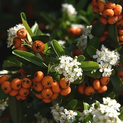 Пираканта  Пираканта в Санкт-Петербурге