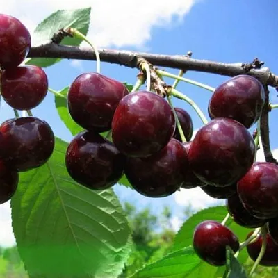 Дюк ЧУДО-ВИШНЯ в Санкт-Петербурге