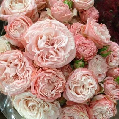 Саженцы роз МАДАМ БОМБАСТИК спрей  Саженцы роз МАДАМ БОМБАСТИК спрей в Санкт-Петербурге