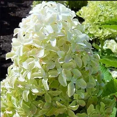 Гортензия МЭДЖИКАЛ ЛАЙМ СПАРКЛ метельчатая  Гортензия МЭДЖИКАЛ ЛАЙМ СПАРКЛ метельчатая в Санкт-Петербурге