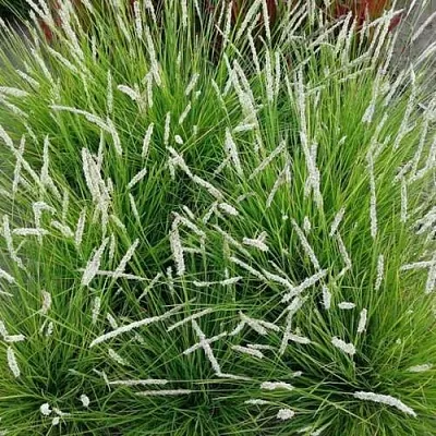 Сейслерия ОСЕННЯЯ  Сейслерия ОСЕННЯЯ в Санкт-Петербурге