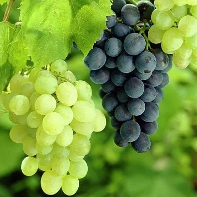 Столовый  Столовый в Санкт-Петербурге