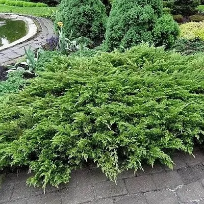 Можжевельник РОКЕРИ ДЖЕМ казацкий  Можжевельник РОКЕРИ ДЖЕМ казацкий в Санкт-Петербурге