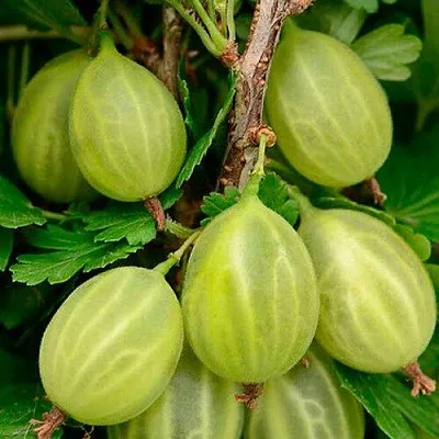 Крыжовник УРАЛЬСКИЙ ИЗУМРУД  Крыжовник УРАЛЬСКИЙ ИЗУМРУД в Санкт-Петербурге