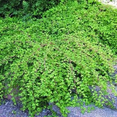 Стефанандра  Стефанандра в Санкт-Петербурге