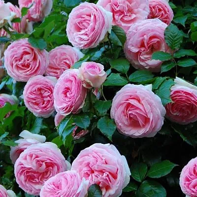 Саженцы роз ПЬЕР ДЕ РОНСАР плетистая  Саженцы роз ПЬЕР ДЕ РОНСАР плетистая в Санкт-Петербурге