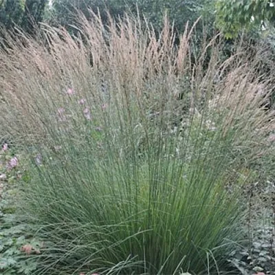 Молиния ХАЙДЕБРАУТ голубая  Молиния ХАЙДЕБРАУТ голубая в Санкт-Петербурге