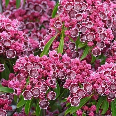 Кальмия  Кальмия в Санкт-Петербурге