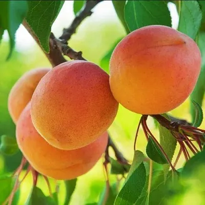 Абрикос ДЕБЮТ  Абрикос ДЕБЮТ в Санкт-Петербурге