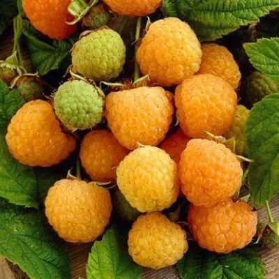 Малина ЖЁЛТЫЙ ГИГАНТ — описание сорта Малина ЖЁЛТЫЙ ГИГАНТ в Санкт-Петербурге