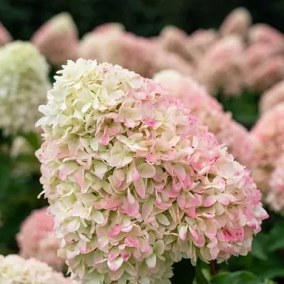 Гортензия САММЕР ЛАВ метельчатая  Гортензия САММЕР ЛАВ метельчатая в Санкт-Петербурге