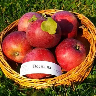 Яблоня ВЕСЯЛИНА в Санкт-Петербурге