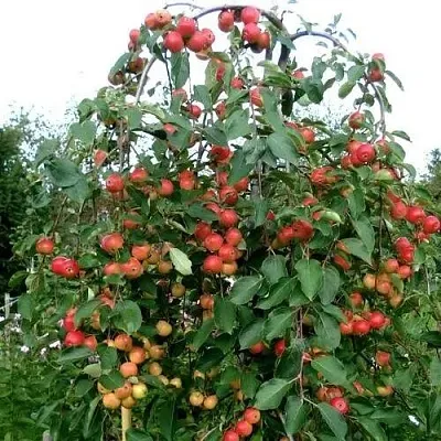 Яблоня ХЮВИНГИЕНЗИС декоративная в Санкт-Петербурге