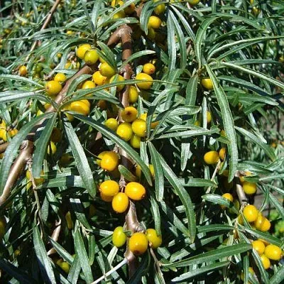 Облепиха ЖЕЛТОПЛОДНАЯ  Облепиха ЖЕЛТОПЛОДНАЯ в Санкт-Петербурге