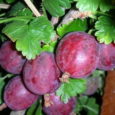 Крыжовник КОЛОБОК  Крыжовник КОЛОБОК в Санкт-Петербурге