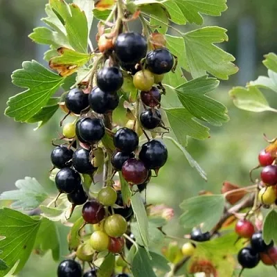 Смородина золотистая ПЛОТНОМЯСАЯ  Смородина золотистая ПЛОТНОМЯСАЯ в Санкт-Петербурге
