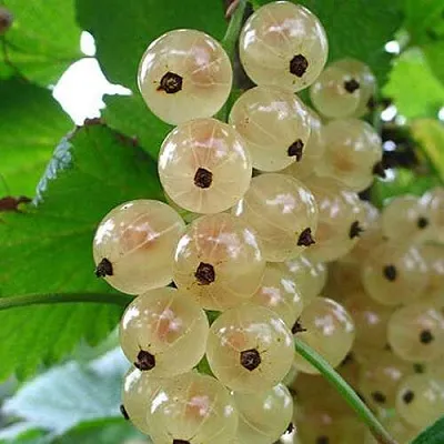 Смородина белая ЮТЕРБОРГСКАЯ  Смородина белая ЮТЕРБОРГСКАЯ в Санкт-Петербурге