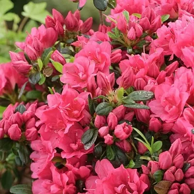 Азалия  Азалия в Санкт-Петербурге