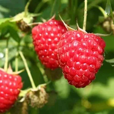 Малина БАЛЬЗАМ в Санкт-Петербурге