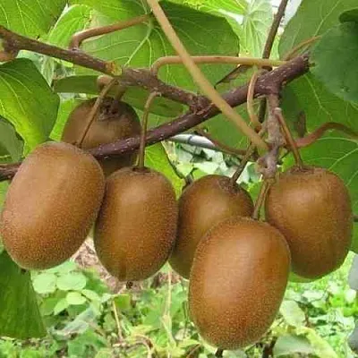 Актинидия ХЕЙВАРД деликатесная   Актинидия ХЕЙВАРД деликатесная  в Санкт-Петербурге