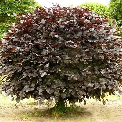 Бук лесной АТРОПУНИЦЕА в Санкт-Петербурге