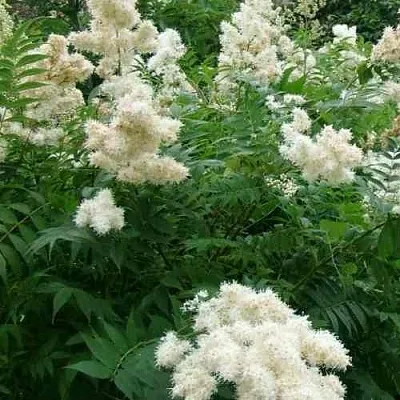 Рябинник рябинолистный  Рябинник рябинолистный в Санкт-Петербурге