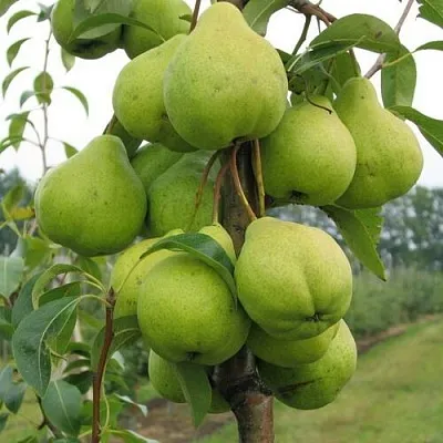 Груша ДЕКОР колонновидная  Груша ДЕКОР колонновидная в Санкт-Петербурге