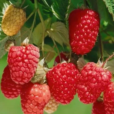 Малина ХИМБО-ТОП в Санкт-Петербурге