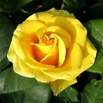 Саженцы роз ПАПИЛОН чайно-гибридная  Саженцы роз ПАПИЛОН чайно-гибридная в Санкт-Петербурге