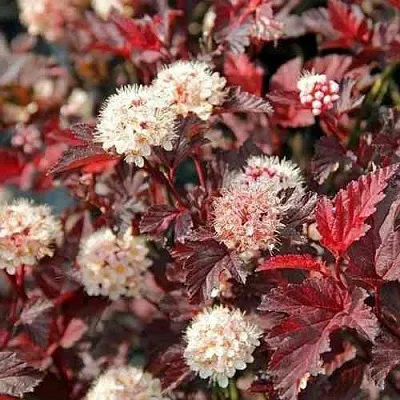 Пузыреплодник ЛЕДИ ИН РЕД  Пузыреплодник ЛЕДИ ИН РЕД в Санкт-Петербурге