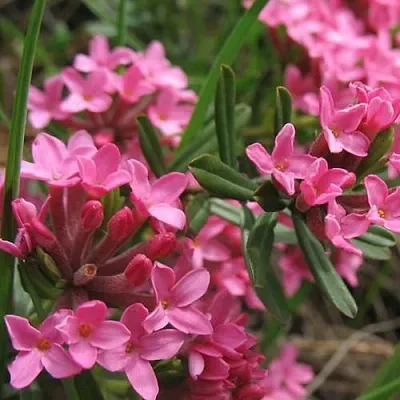 Волчеягодник  Волчеягодник в Санкт-Петербурге