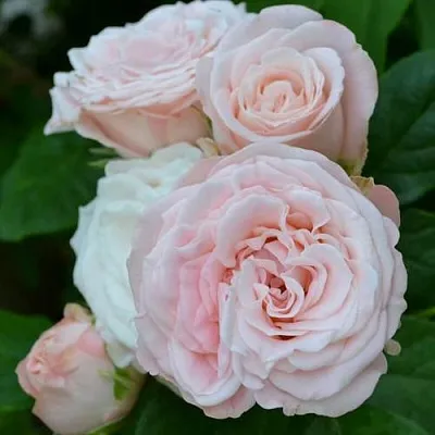 Саженцы роз БОМБАСТИК спрей  Саженцы роз БОМБАСТИК спрей в Санкт-Петербурге