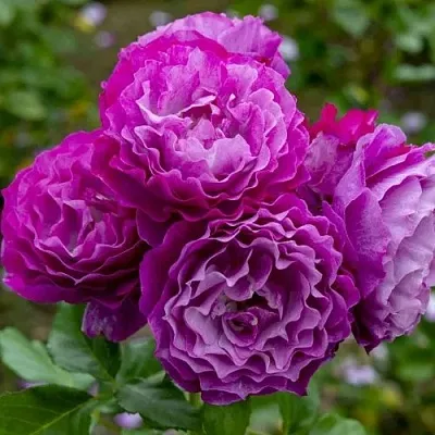 Саженцы роз БЛЮ ЭДЕН  флорибунда  Саженцы роз БЛЮ ЭДЕН  флорибунда в Санкт-Петербурге