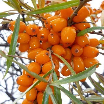 Облепиха КОСТЕР  Облепиха КОСТЕР в Санкт-Петербурге