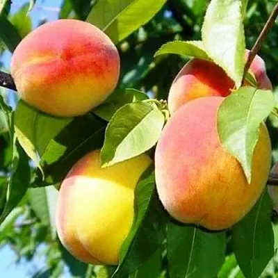 Персик ПАМЯТЬ ЛОЙКО  Персик ПАМЯТЬ ЛОЙКО в Санкт-Петербурге