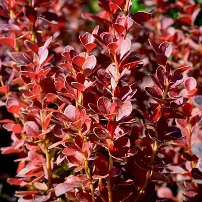 Барбарис ВУЛКАНО тунберга в Санкт-Петербурге