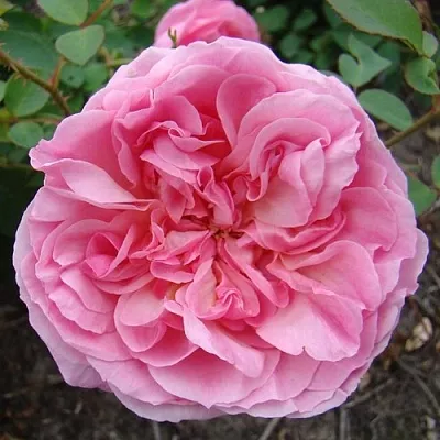 Саженцы роз ХАЙДИ ХОЛЛ английская  Саженцы роз ХАЙДИ ХОЛЛ английская в Санкт-Петербурге