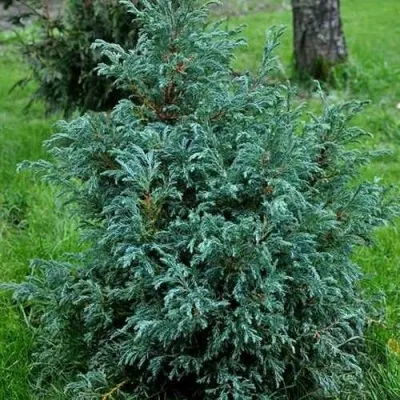 Кипарисовик БЕБИ БЛЮ горохоплодный в Санкт-Петербурге