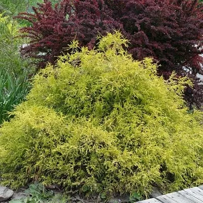 Кипарисовик ГОЛДЕН МОП горохоплодный  Кипарисовик ГОЛДЕН МОП горохоплодный в Санкт-Петербурге