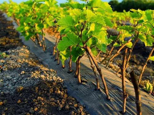 Посадка винограда в открытый грунт в России: пошаговая инструкция