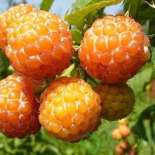 Малина КУМБЕРЛЕНД желтая в Санкт-Петербурге