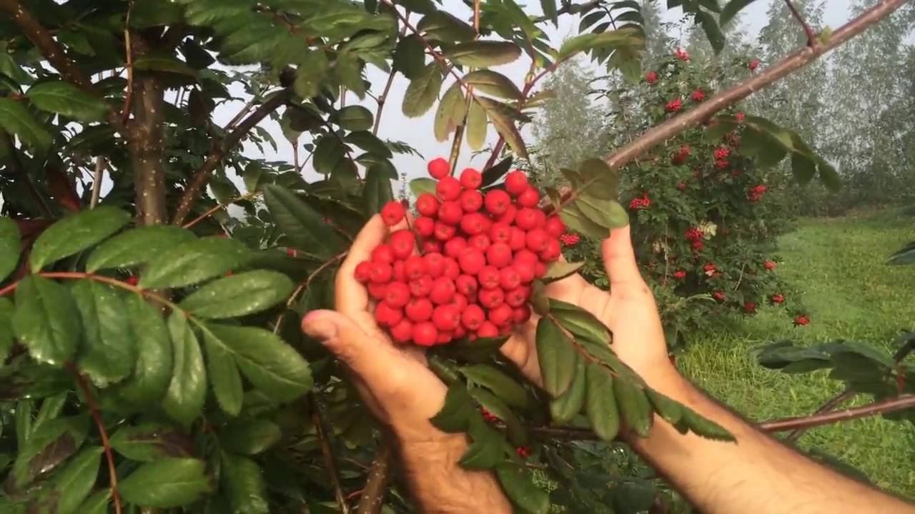 Превью видео