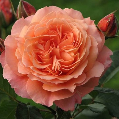 Роза шраб в Санкт-Петербурге