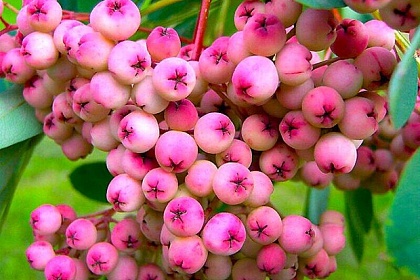Сорта плодовых деревьев - Рябина сладкоплодная
