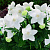 Платикодон ПОП СТАР ВАЙТ в Санкт-Петербурге