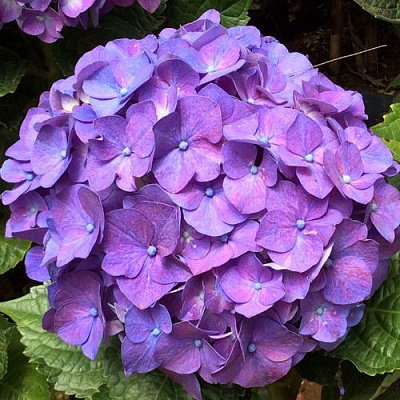 Фиолетовая в Санкт-Петербурге