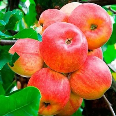 Купить ранние, летние сорта яблонь в Санкт-Петербурге с доставкой, цена