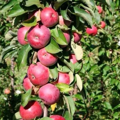 Популярные летние сорта колонновидных яблонь