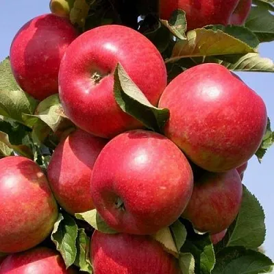 Купить яблони поздних, зимних сортов в Санкт-Петербурге с доставкой, цена